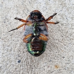 Anoplognathus brunnipennis (Green-tailed Christmas beetle) at Belconnen, ACT - 29 Nov 2024 by Butterflygirl