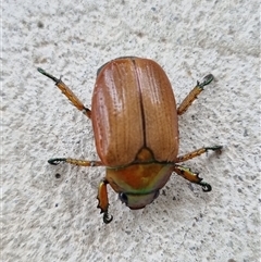 Anoplognathus brunnipennis at Belconnen, ACT - 29 Nov 2024