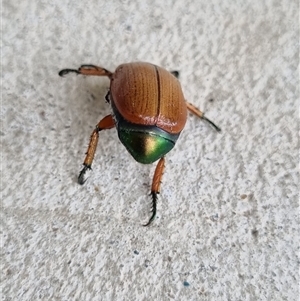 Anoplognathus brunnipennis at Belconnen, ACT - 29 Nov 2024