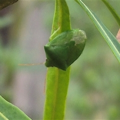 Cuspicona simplex (Green potato bug) at Bungendore, NSW - 28 Nov 2024 by clarehoneydove