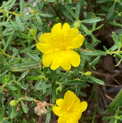 Hibbertia hypericoides at Paulls Valley, WA - 10 Nov 2024 by AnneG1