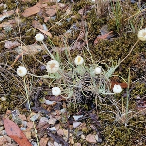 Leucochrysum albicans subsp. tricolor (Hoary Sunray) at Baw Baw, NSW by trevorpreston