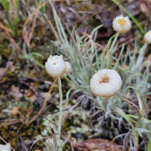 Leucochrysum albicans subsp. tricolor at Baw Baw, NSW - 29 Nov 2024 01:52 PM