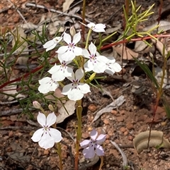 Unidentified Other Wildflower or Herb at Paulls Valley, WA - 10 Nov 2024 by AnneG1