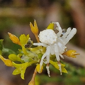 Thomisidae (family) at Baw Baw, NSW - 29 Nov 2024