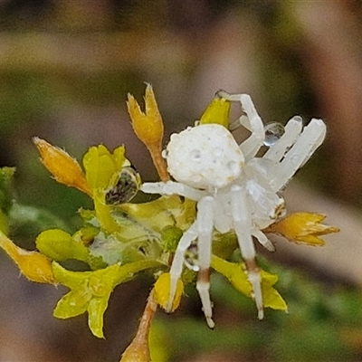 Thomisidae (family) (Unidentified Crab spider or Flower spider) at Baw Baw, NSW - 29 Nov 2024 by trevorpreston