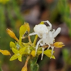 Thomisidae (family) at Baw Baw, NSW - 29 Nov 2024