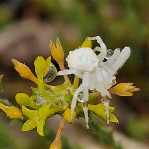 Thomisidae (family) at Baw Baw, NSW - 29 Nov 2024