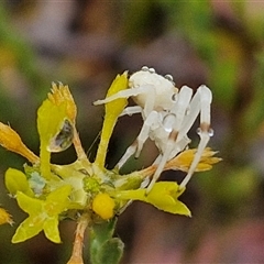 Thomisidae (family) at Baw Baw, NSW - 29 Nov 2024