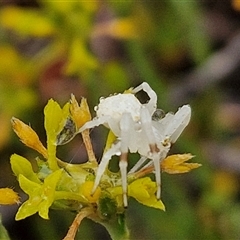 Thomisidae (family) at Baw Baw, NSW - 29 Nov 2024 01:50 PM