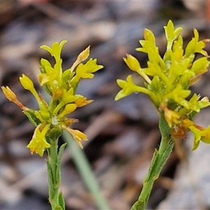 Pimelea curviflora var. sericea (Curved Riceflower) at Baw Baw, NSW by trevorpreston