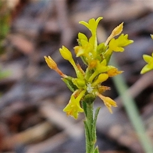 Pimelea curviflora var. sericea at Baw Baw, NSW - 29 Nov 2024