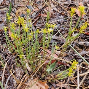 Pimelea curviflora var. sericea at Baw Baw, NSW - 29 Nov 2024