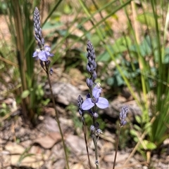 Unidentified Other Wildflower or Herb at Paulls Valley, WA - 11 Nov 2024 by AnneG1