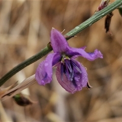 Arthropodium fimbriatum (Nodding Chocolate Lily) at Parkesbourne, NSW - 29 Nov 2024 by trevorpreston