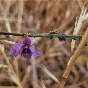 Arthropodium fimbriatum at Parkesbourne, NSW - 29 Nov 2024