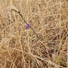 Arthropodium fimbriatum at Parkesbourne, NSW - 29 Nov 2024