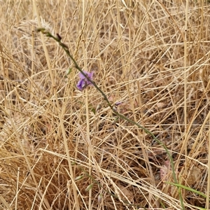 Arthropodium fimbriatum at Parkesbourne, NSW - 29 Nov 2024