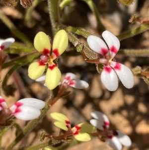 Stylidium pycnostachyum at Paulls Valley, WA - 11 Nov 2024 11:17 AM