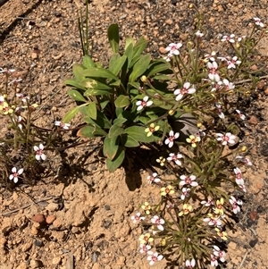 Stylidium pycnostachyum at Paulls Valley, WA - 11 Nov 2024 11:17 AM