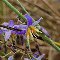 Dianella sp. aff. longifolia (Benambra) (Pale Flax Lily, Blue Flax Lily) at Parkesbourne, NSW - 29 Nov 2024 by trevorpreston