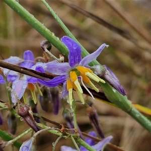 Dianella sp. aff. longifolia (Benambra) (Pale Flax Lily, Blue Flax Lily) at Parkesbourne, NSW by trevorpreston