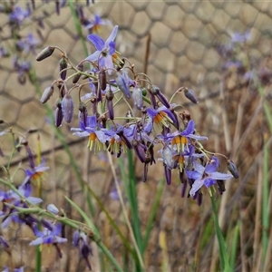 Dianella sp. aff. longifolia (Benambra) at Parkesbourne, NSW - 29 Nov 2024 01:38 PM