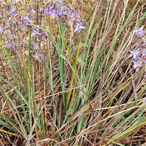 Dianella sp. aff. longifolia (Benambra) at Parkesbourne, NSW - 29 Nov 2024 01:38 PM