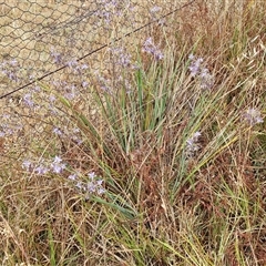 Dianella sp. aff. longifolia (Benambra) at Parkesbourne, NSW - 29 Nov 2024 01:38 PM