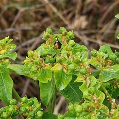 Euphorbia oblongata (Egg-leaf Spurge) at Parkesbourne, NSW - 29 Nov 2024 by trevorpreston