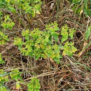 Euphorbia oblongata at Parkesbourne, NSW - 29 Nov 2024