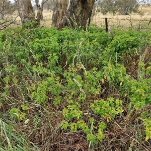 Euphorbia oblongata at Parkesbourne, NSW - 29 Nov 2024