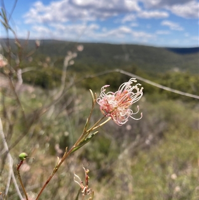 Grevillea endlicheriana (Spindly Grevillea) at Paulls Valley, WA - 11 Nov 2024 by AnneG1
