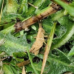 Unidentified Grasshopper (several families) at Parkesbourne, NSW - 29 Nov 2024 by trevorpreston