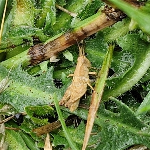 Unidentified Grasshopper (several families) at Parkesbourne, NSW by trevorpreston