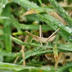 Acrida conica (Giant green slantface) at Parkesbourne, NSW - 29 Nov 2024 by trevorpreston