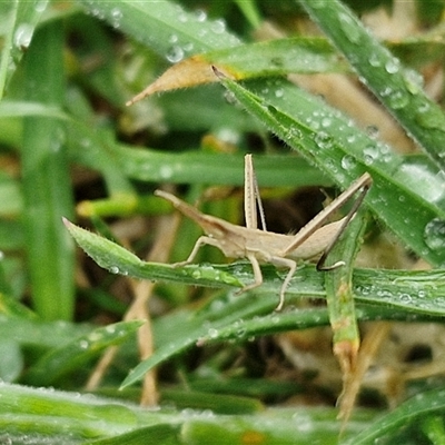 Acrida conica (Giant green slantface) at Parkesbourne, NSW - 29 Nov 2024 by trevorpreston