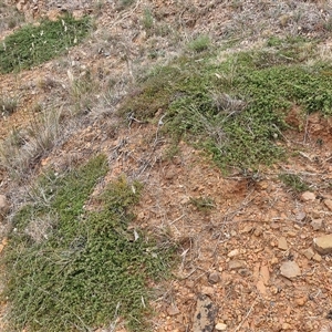 Mirbelia oxylobioides (Mountain Mirbelia) at Baw Baw, NSW by trevorpreston