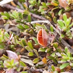 Mirbelia oxylobioides at Baw Baw, NSW - 29 Nov 2024 11:41 AM