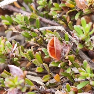 Mirbelia oxylobioides at Baw Baw, NSW - 29 Nov 2024 11:41 AM