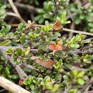 Mirbelia oxylobioides at Baw Baw, NSW - 29 Nov 2024