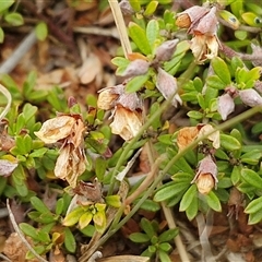 Mirbelia oxylobioides at Baw Baw, NSW - 29 Nov 2024 11:41 AM