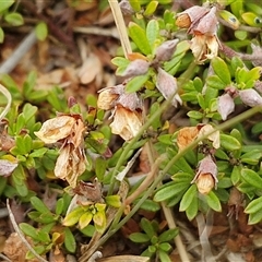 Mirbelia oxylobioides at Baw Baw, NSW - 29 Nov 2024 11:41 AM