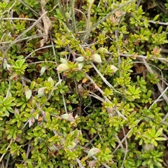 Mirbelia oxylobioides at Baw Baw, NSW - 29 Nov 2024