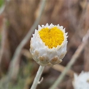 Leucochrysum albicans subsp. tricolor (Hoary Sunray) at Baw Baw, NSW by trevorpreston