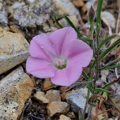 Convolvulus angustissimus subsp. angustissimus (Australian Bindweed) at Baw Baw, NSW - 29 Nov 2024 by trevorpreston