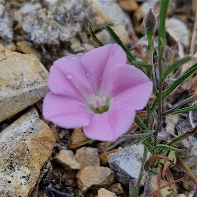 Convolvulus angustissimus subsp. angustissimus (Australian Bindweed) at Baw Baw, NSW - 29 Nov 2024 by trevorpreston