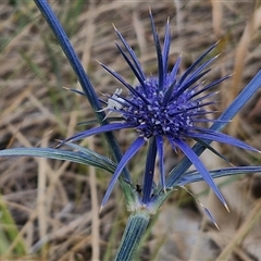 Eryngium ovinum (Blue Devil) at Parkesbourne, NSW - 28 Nov 2024 by trevorpreston