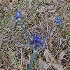 Eryngium ovinum at Parkesbourne, NSW - 29 Nov 2024 09:26 AM