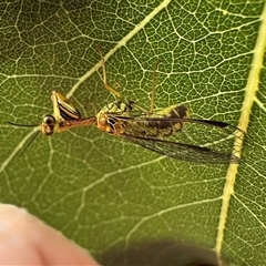 Spaminta minjerribae (Mantisfly) at Ainslie, ACT - 28 Nov 2024 by Pirom